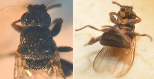Réf. 293 340 : Ischiolepta sp.